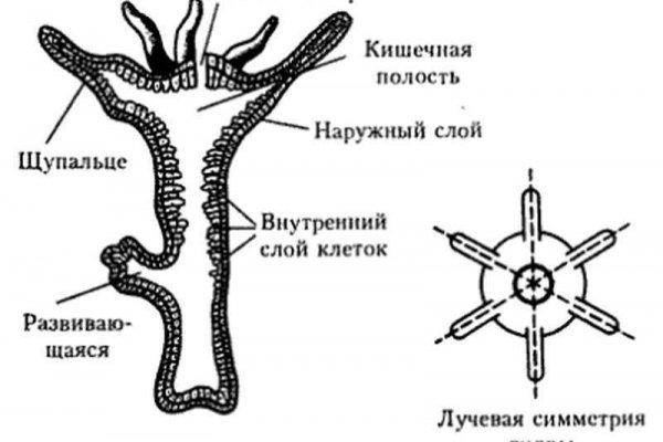 Что такое сайт kraken